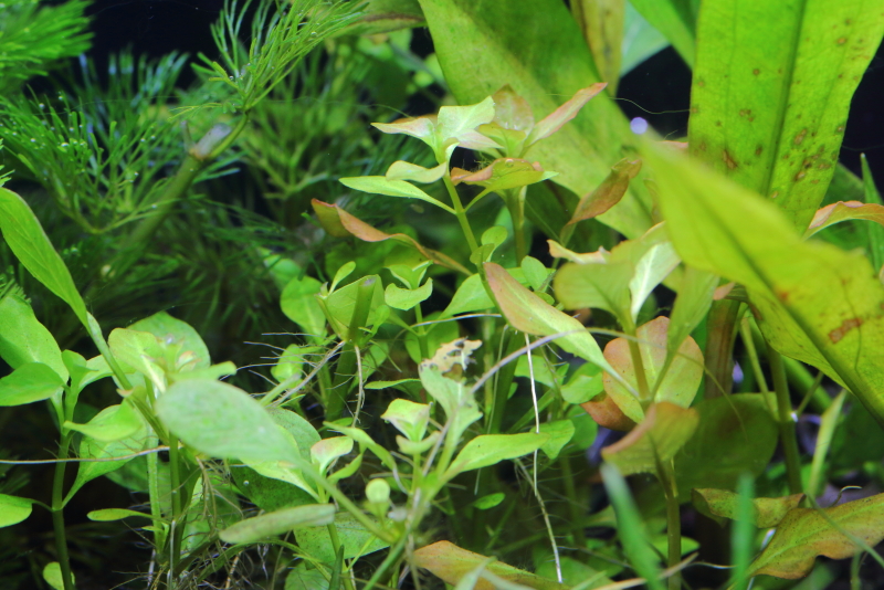 植栽から16日目（トリミングから3日目）